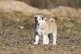 AKITA INU 106